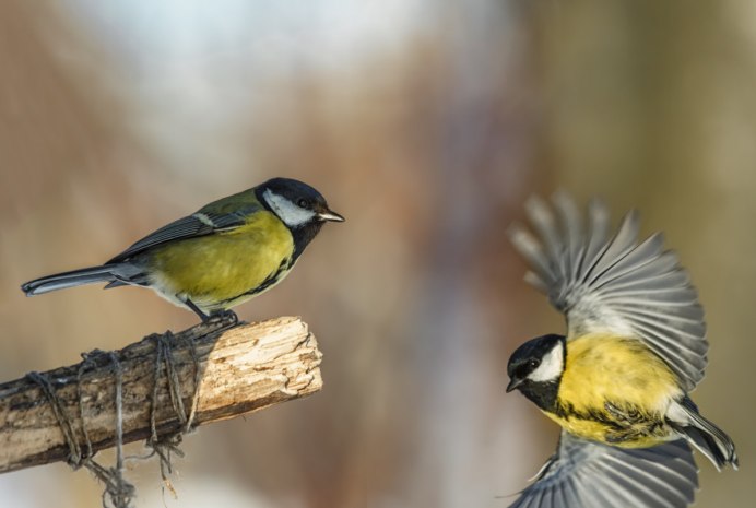 Зеленоспинная синица