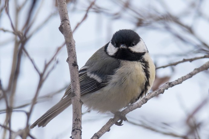 Лазоревка синица самец