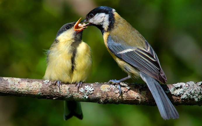 Синица самец и самка