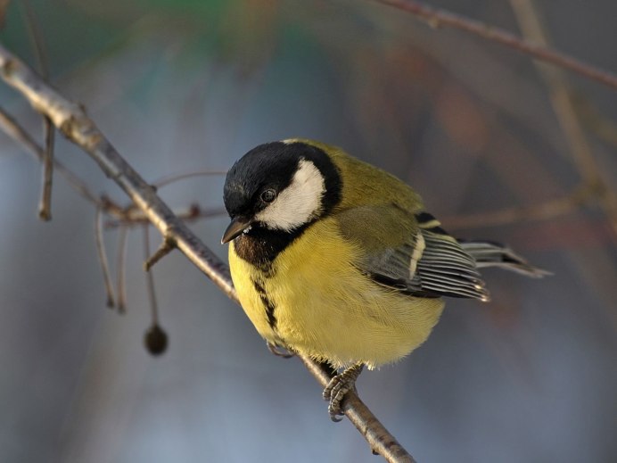 Ивовая синица