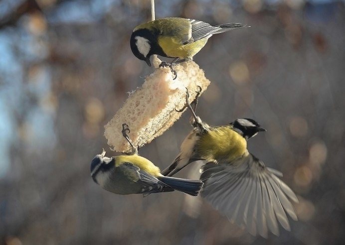 Большая синица самец