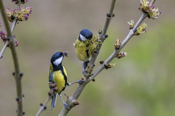 Синица Parus Major