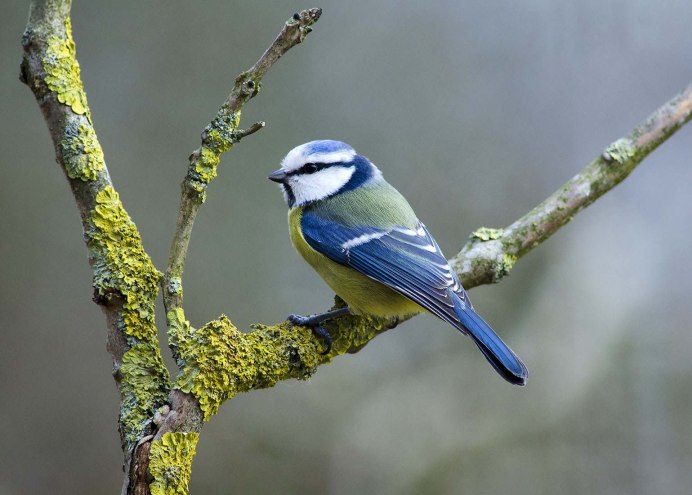 Лазоревка синица самец