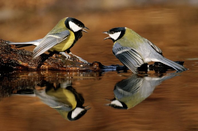 Синичка поет