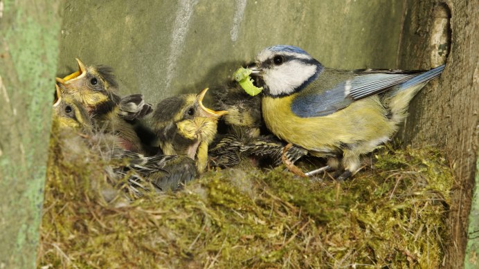 Щегол репел Чиж Снегирь зеленуха