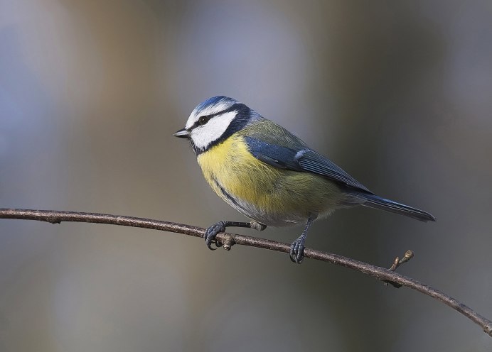 Синичка обыкновенная