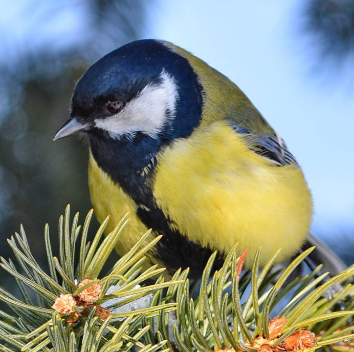 Синица лазоревка зимой