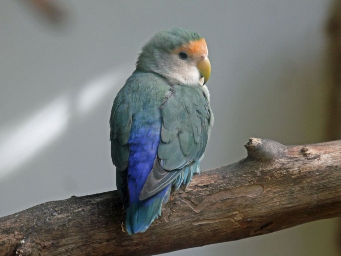 Краснолобый Амазон