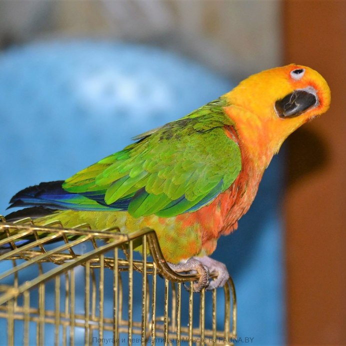 Lathamus discolor