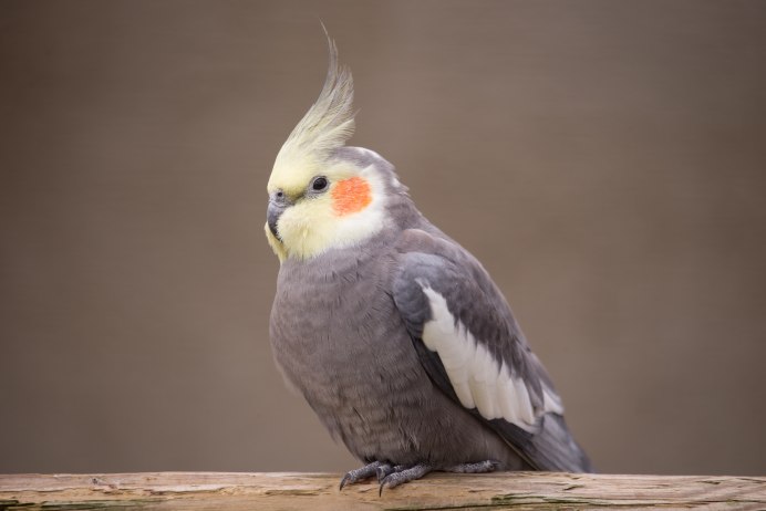 Myiopsitta monachus