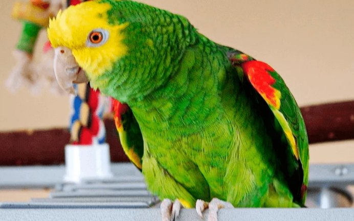 Sun Conure попугай