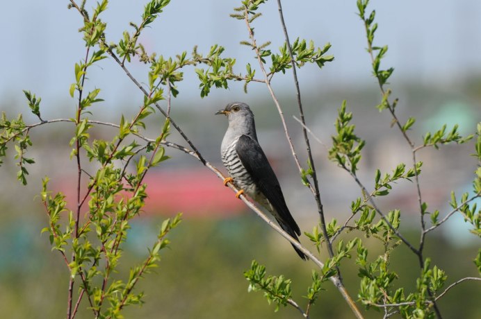 Кукушка Карелия