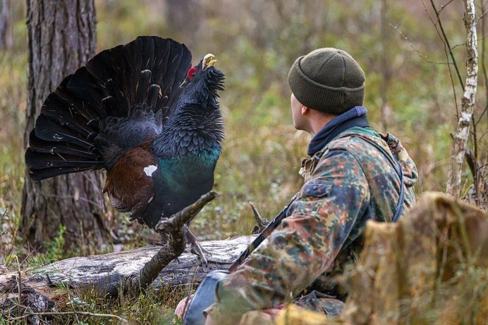 Глухарь (Tetrao urogallus)