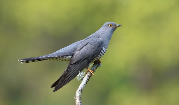 Глухая Кукушка птица