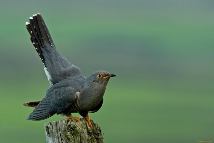 Птица с синим клювом