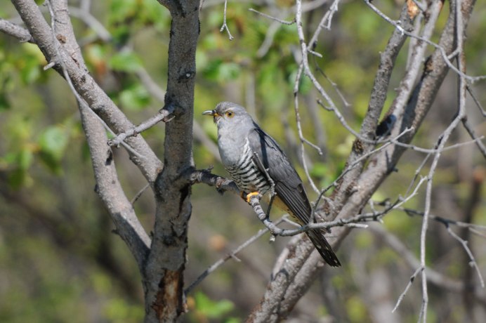 Глухая Кукушка