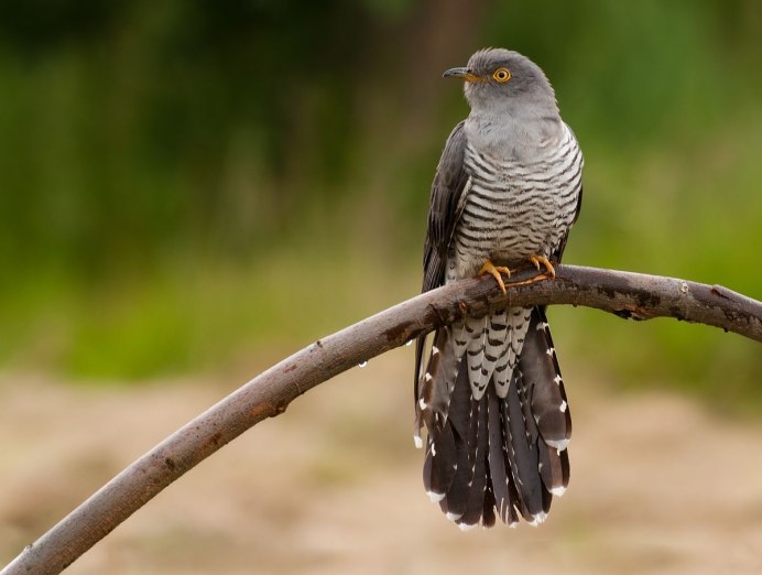 Обыкновенная Кукушка
