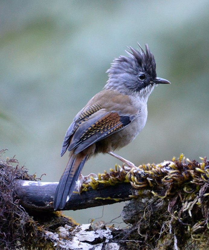 Горлянка голубь
