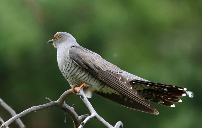 Обыкновенная Кукушка – Cuculus canorus