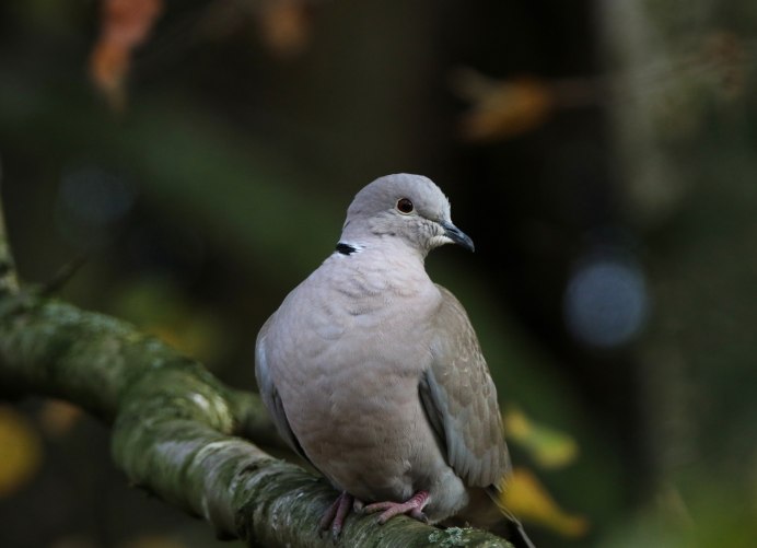 Голубь Горлица обыкновенная
