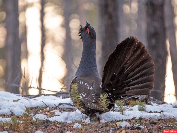 Тетерев-Косач (Lyrurus Tetrix)