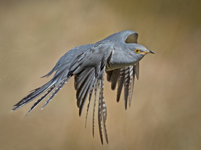 Русские птицы