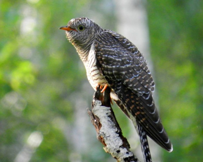 Кукушка Cuculus canorus