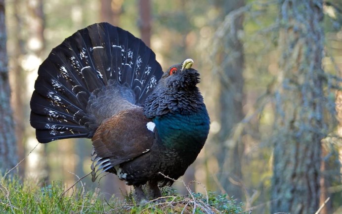 Глухарь (Tetrao urogallus)
