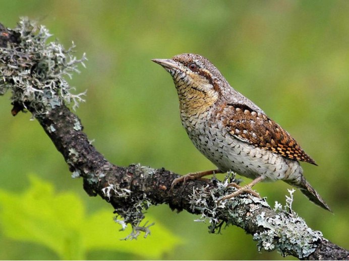 Lekking Capercaillie