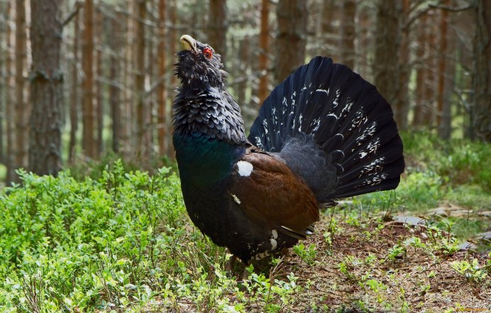 Птица шалфейный тетерев