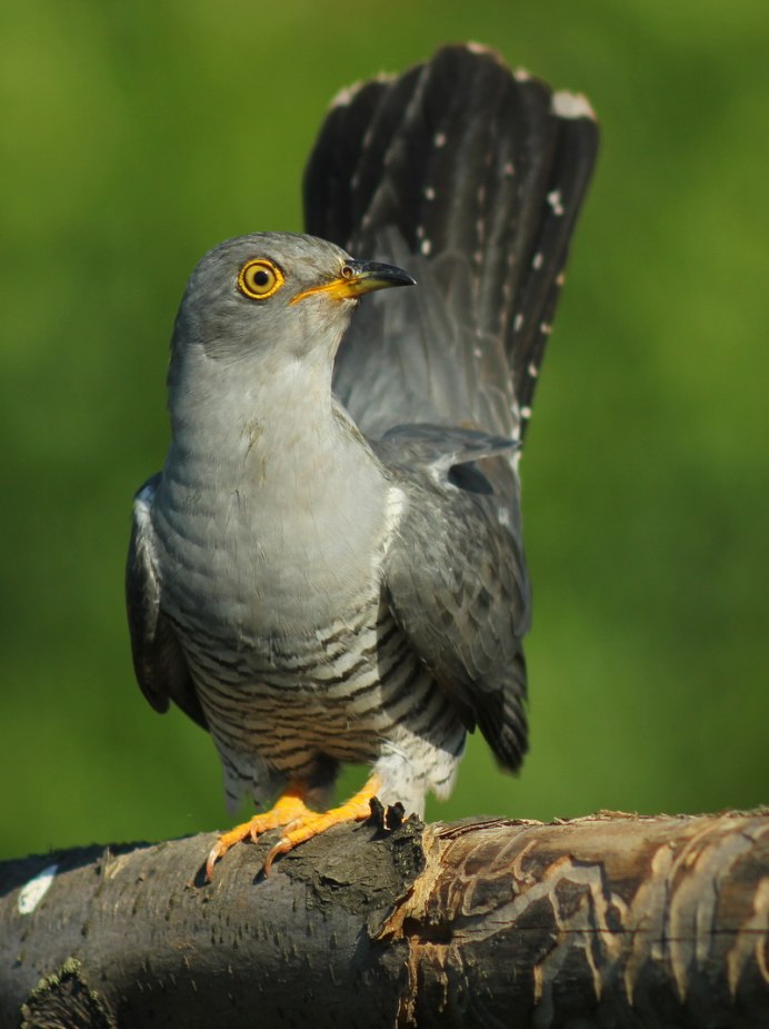 Зозуля Кукушка