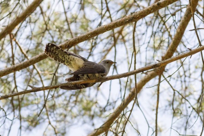 Кукушки НСО