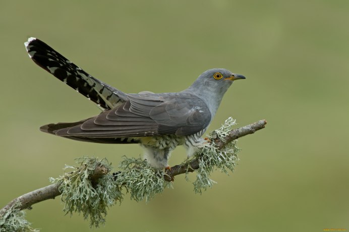 Обыкновенный Глухарь самка