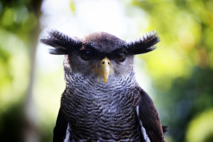 Обыкновенная Кукушка