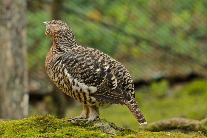 Птица шалфейный тетерев
