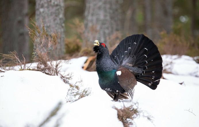 Длиннохвостая синица