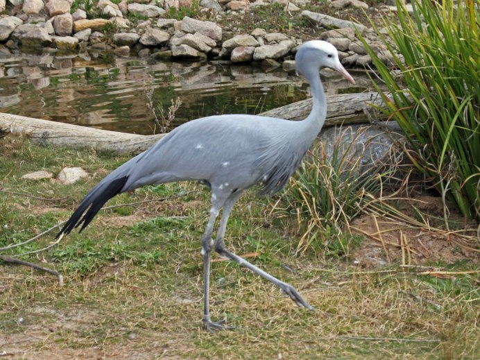 Американский Аист