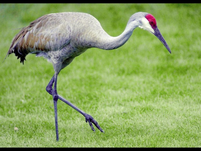 Balearica regulorum