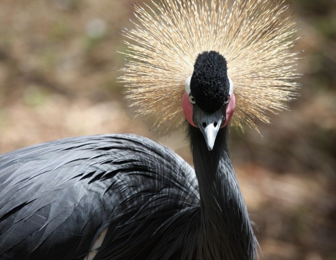 Grey crowned Crane