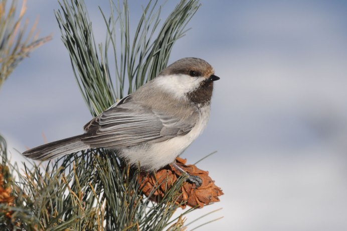 ГАИЧКА ЧЕРНОГОЛОВАЯ (Parus palustris)