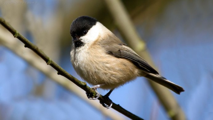 ГАИЧКА ЧЕРНОГОЛОВАЯ (Parus palustris) - Фауна Беларуси