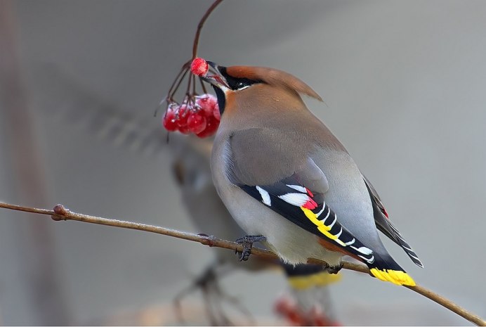 Свиристель обыкновенный (Bombycilla garrulus)
