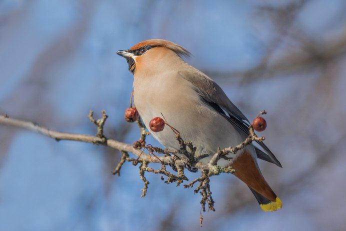 Свиристель обыкновенный (Bombycilla garrulus)