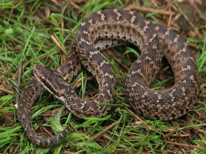 Crotalus Ravus