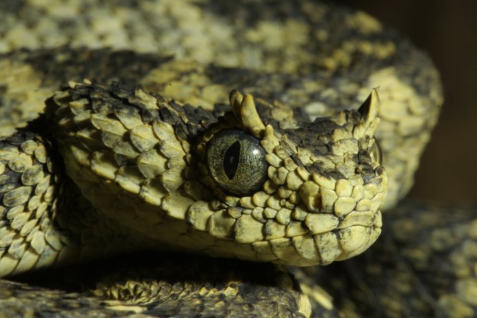Crotalus horridus
