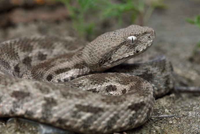 Platyceps karelini