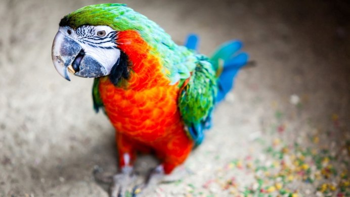 Попугай Macaw