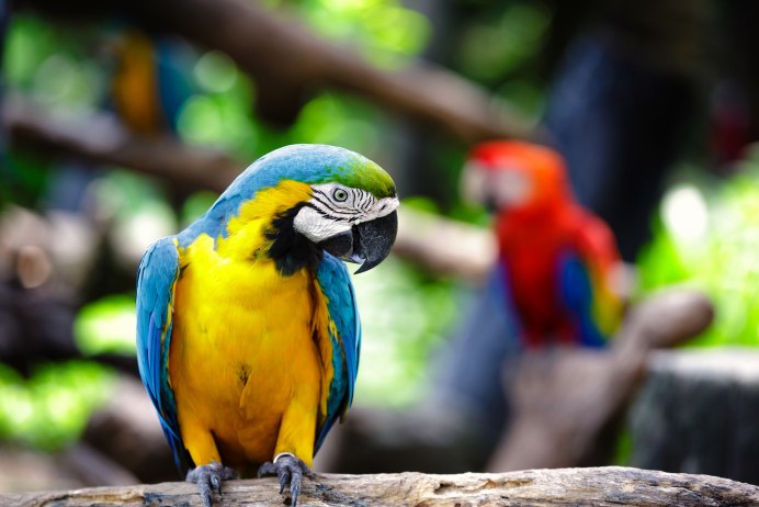 Попугай Macaw ок