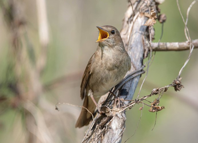 Luscinia megarhynchos