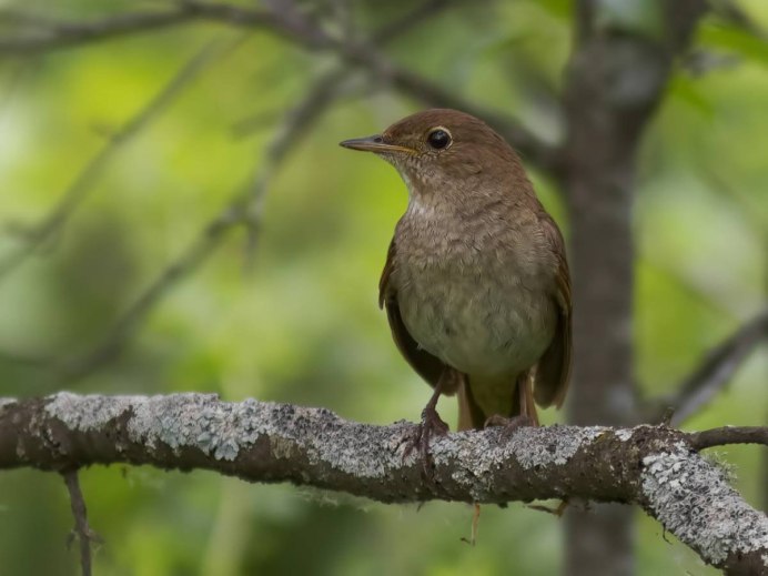 Luscinia megarhynchos птица